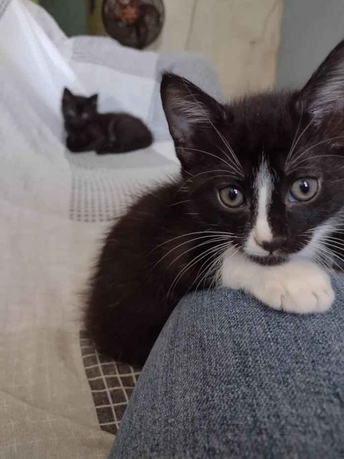 Gato ra a SRD-ViraLata idade Abaixo de 2 meses nome Freddy 