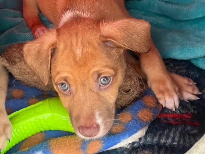 Cachorro ra a SRD-ViraLata idade Abaixo de 2 meses nome Leonardo 