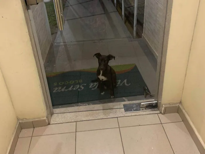 Cachorro ra a SRD-ViraLata idade 2 a 6 meses nome Pretinha