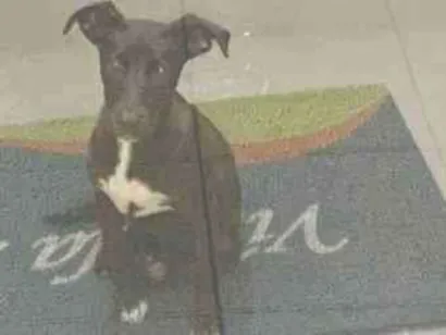 Cachorro raça SRD-ViraLata idade 2 a 6 meses nome Pretinha