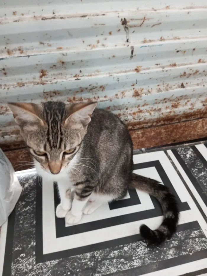 Gato ra a SRD-ViraLata idade 2 a 6 meses nome Gatos