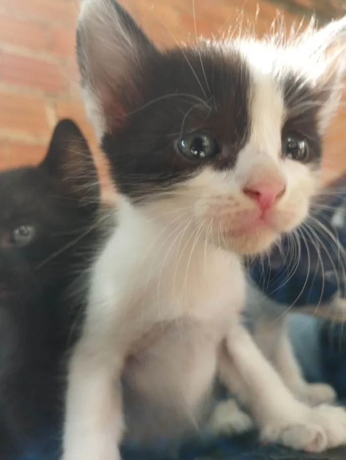 Gato ra a SRD-ViraLata idade Abaixo de 2 meses nome Tander Cats