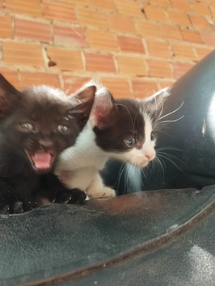 Gato ra a SRD-ViraLata idade Abaixo de 2 meses nome Tander Cats