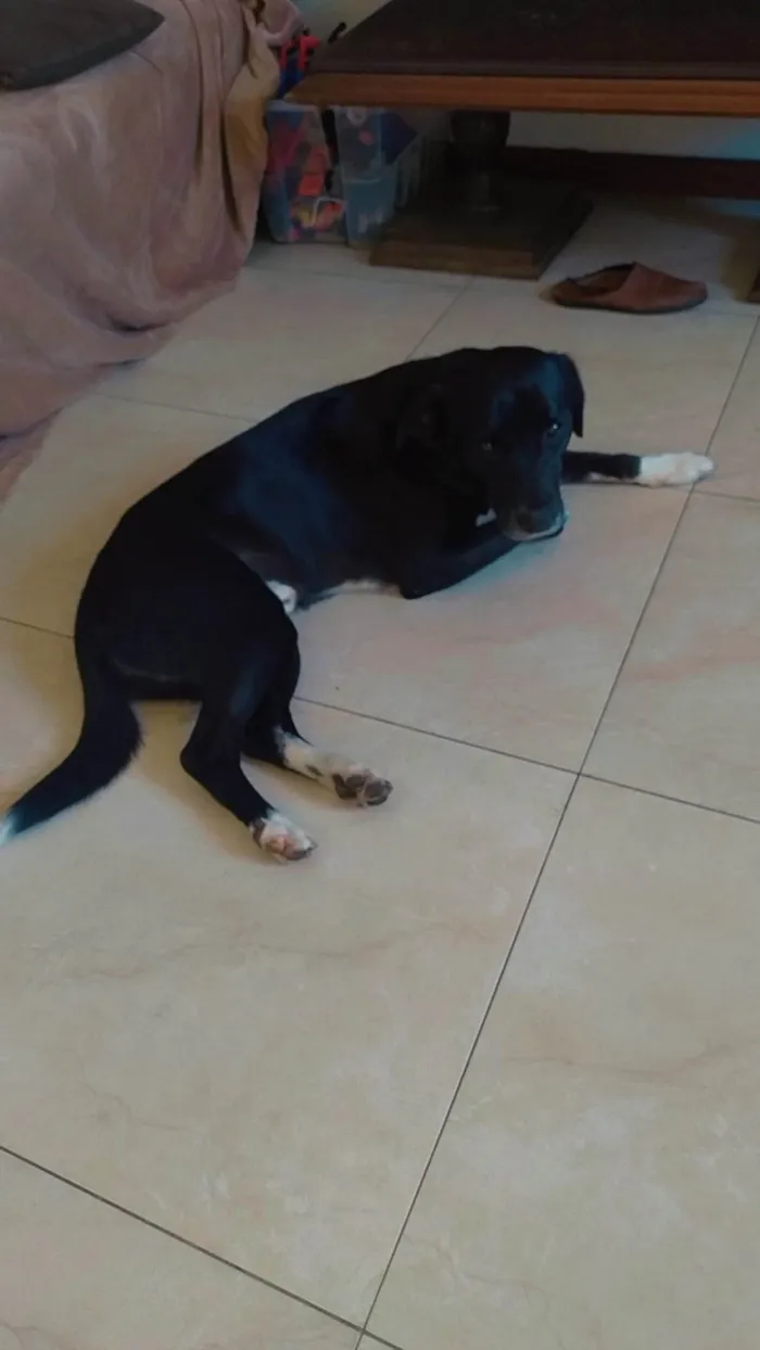 Cachorro ra a SRD-ViraLata idade 4 anos nome Apolônio 