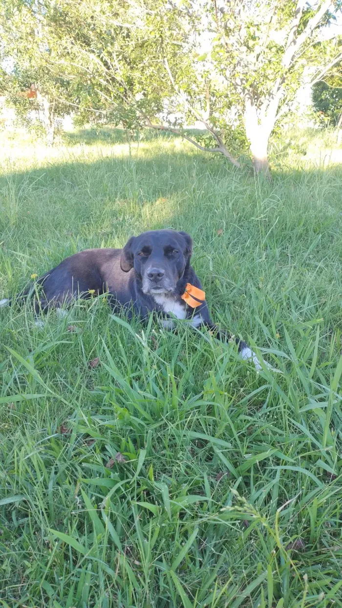 Cachorro ra a SRD-ViraLata idade 4 anos nome Apolônio 