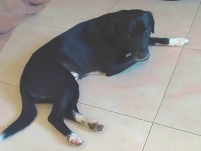 Cachorro ra a SRD-ViraLata idade 4 anos nome Apolônio 