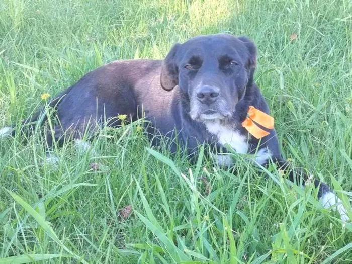 Cachorro ra a SRD-ViraLata idade 4 anos nome Apolônio 