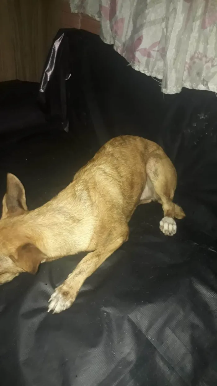 Cachorro ra a SRD-ViraLata idade 7 a 11 meses nome perola