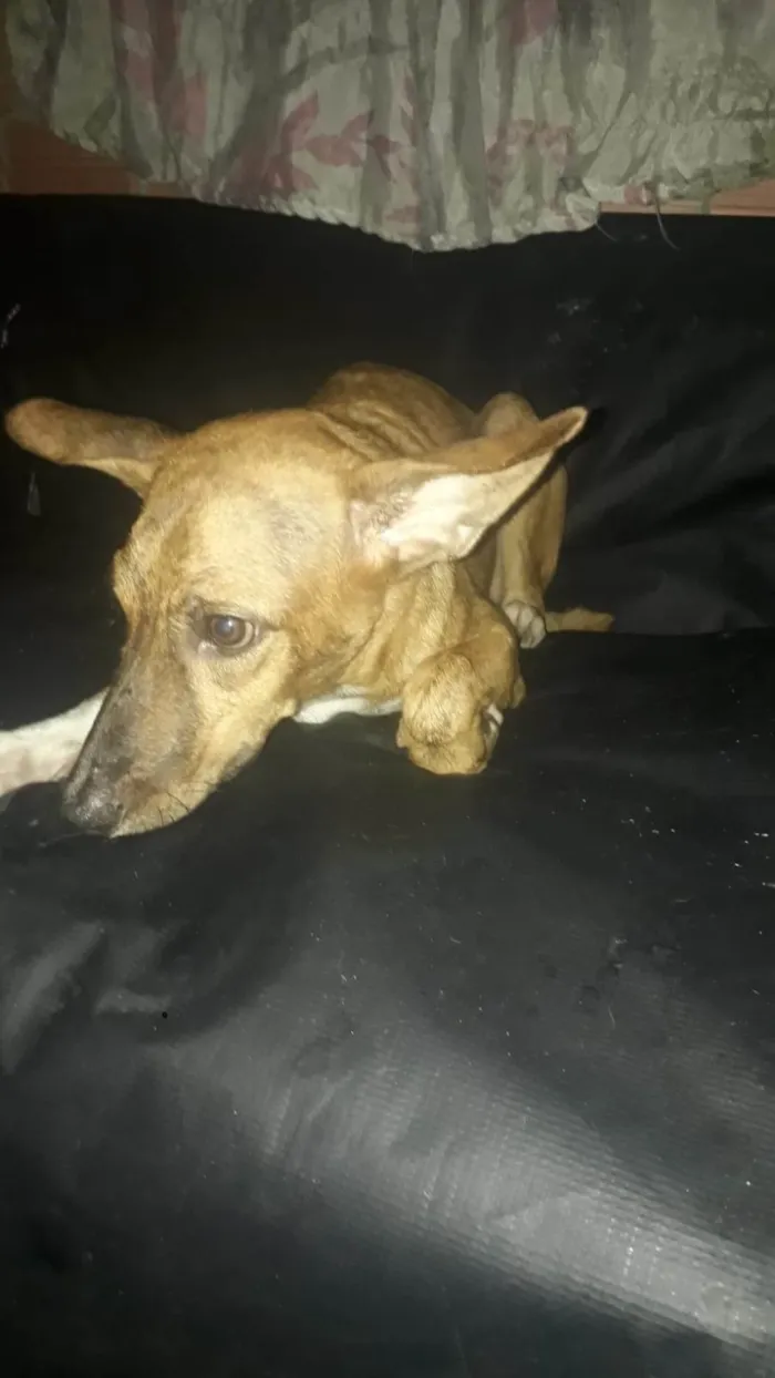 Cachorro ra a SRD-ViraLata idade 7 a 11 meses nome perola