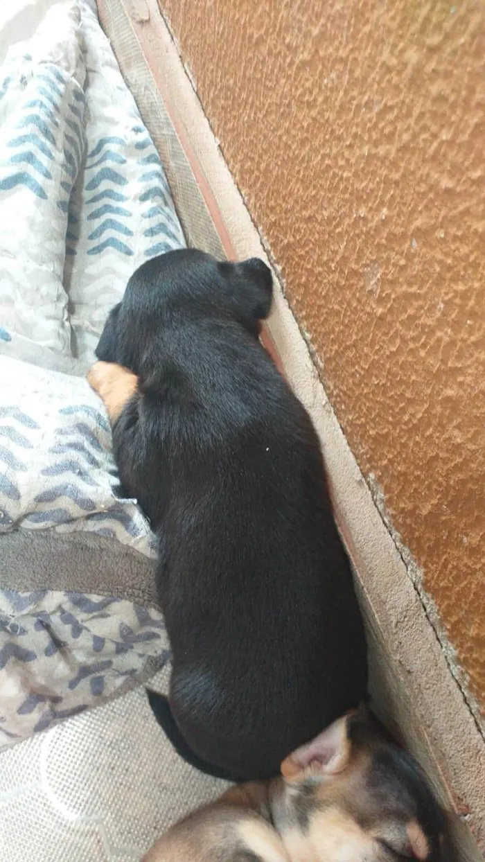 Cachorro ra a SRD-ViraLata idade Abaixo de 2 meses nome Sem nomes