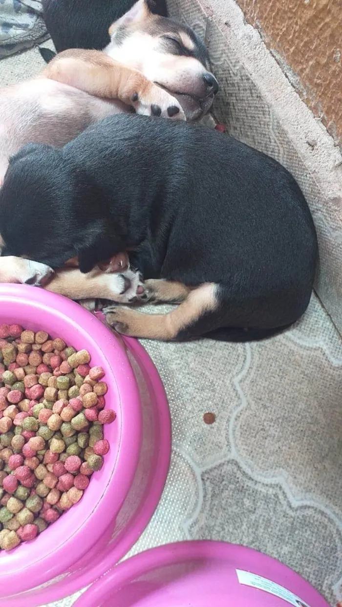 Cachorro ra a SRD-ViraLata idade Abaixo de 2 meses nome Sem nomes