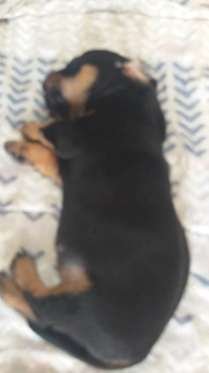 Cachorro ra a SRD-ViraLata idade Abaixo de 2 meses nome Sem nomes