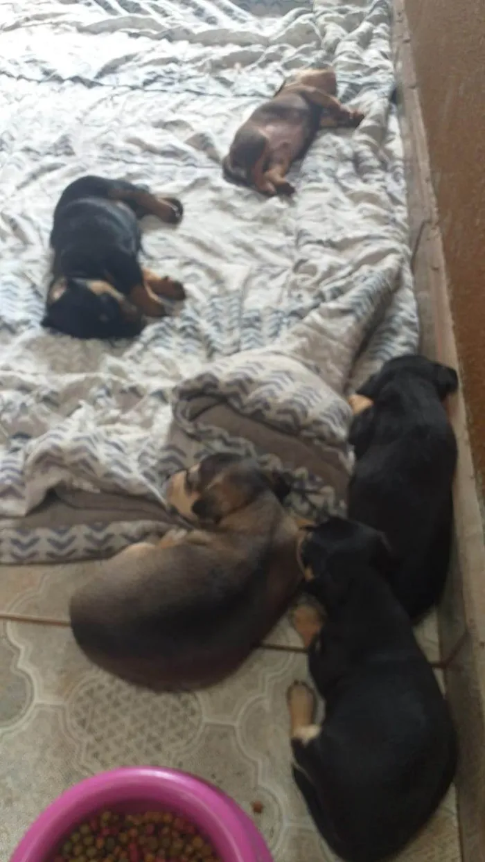 Cachorro ra a SRD-ViraLata idade Abaixo de 2 meses nome Sem nomes