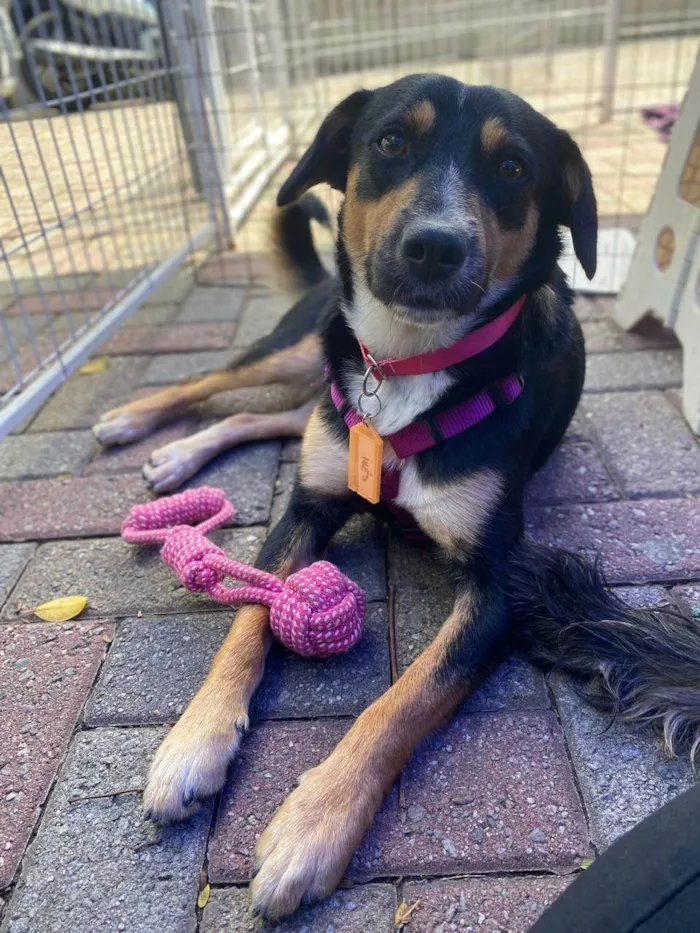 Cachorro ra a SRD-ViraLata idade 2 anos nome Bolinha 