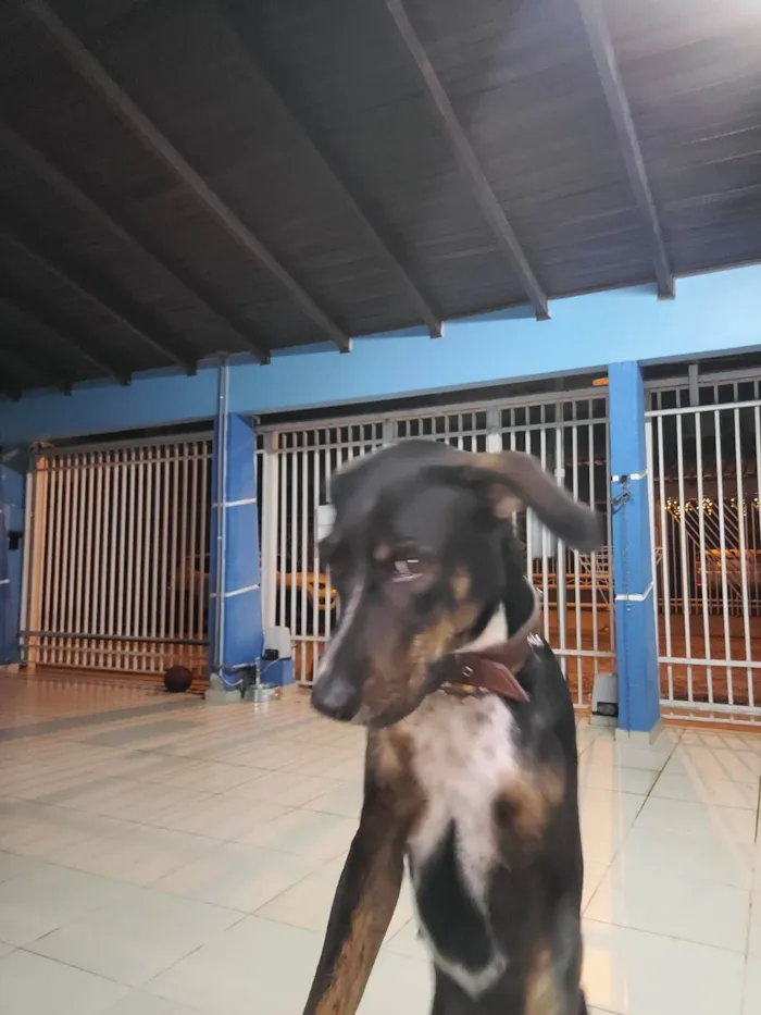 Cachorro ra a SRD-ViraLata idade 3 anos nome Amora