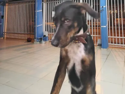 Cachorro raça SRD-ViraLata idade 3 anos nome Amora