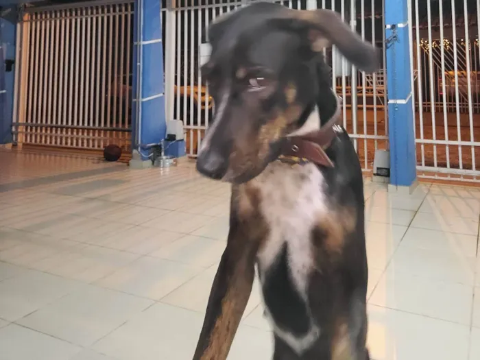 Cachorro ra a SRD-ViraLata idade 3 anos nome Amora