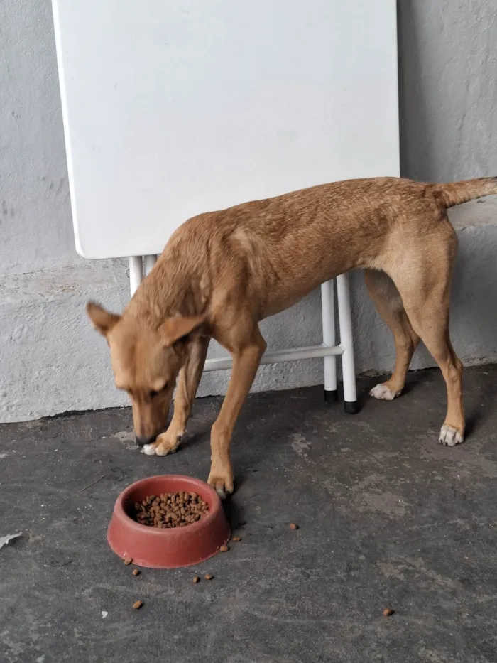 Cachorro ra a SRD-ViraLata idade 1 ano nome Mel