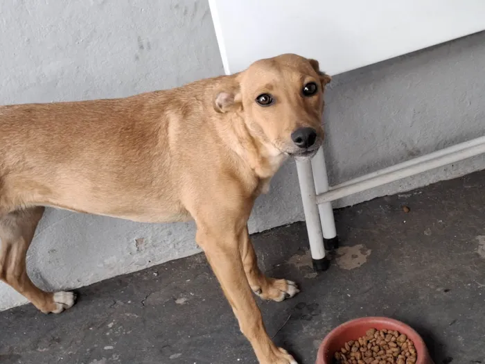 Cachorro ra a SRD-ViraLata idade 1 ano nome Mel