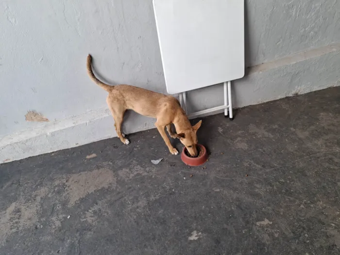 Cachorro ra a SRD-ViraLata idade 1 ano nome Mel