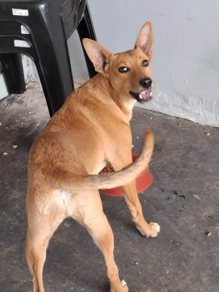 Cachorro ra a SRD-ViraLata idade 1 ano nome Mel