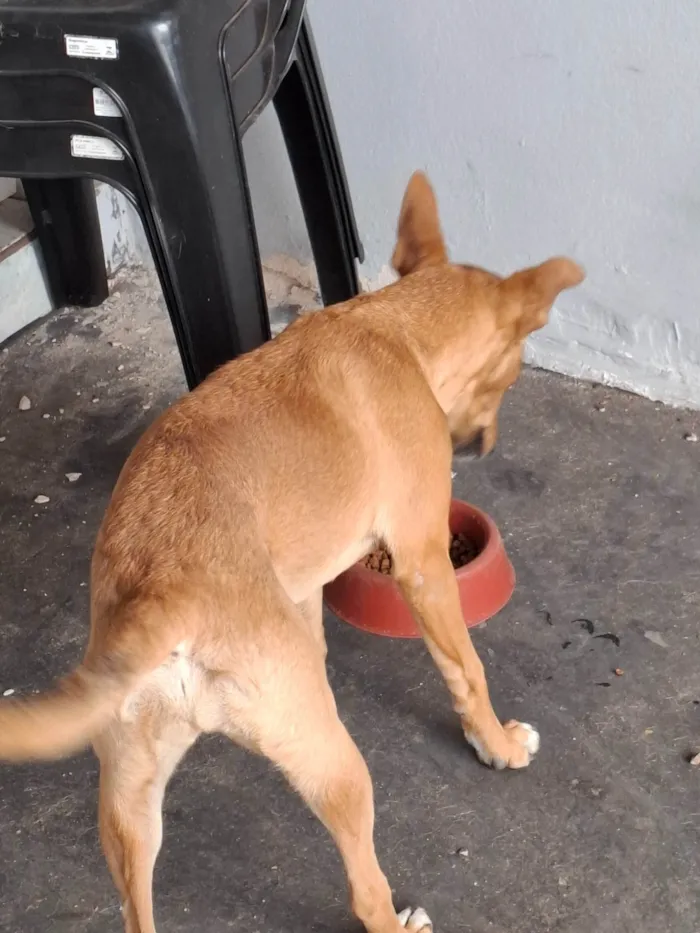 Cachorro ra a SRD-ViraLata idade 1 ano nome Mel