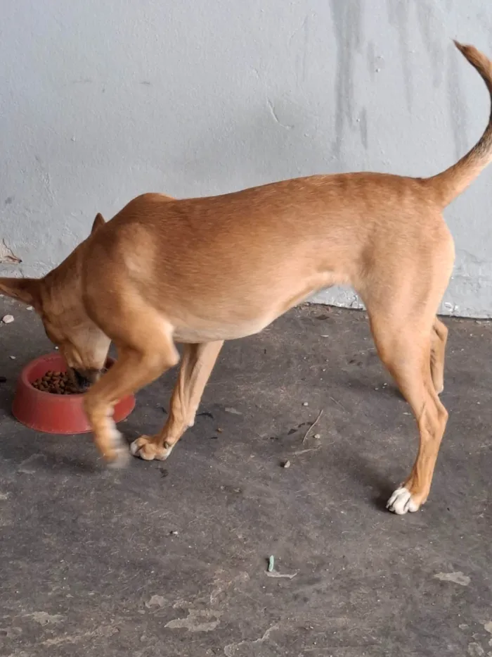 Cachorro ra a SRD-ViraLata idade 1 ano nome Mel