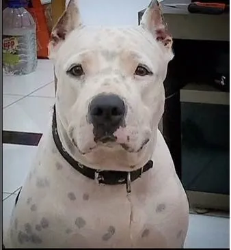 Cachorro ra a Pit-Bull idade 6 ou mais anos nome Dhara