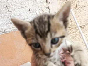 Gato raça SRD-ViraLata idade 2 a 6 meses nome Gatos