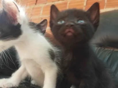 Gato raça SRD-ViraLata idade Abaixo de 2 meses nome Tander Cats