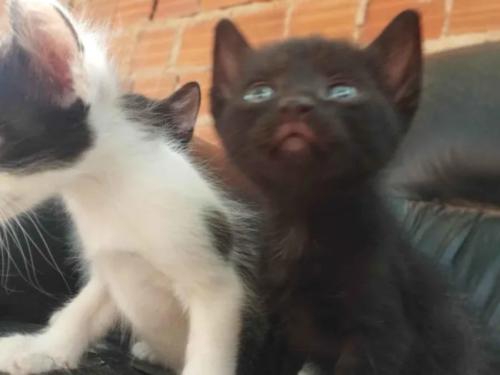 Gato ra a SRD-ViraLata idade Abaixo de 2 meses nome Tander Cats