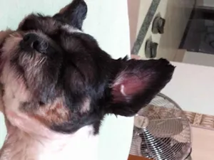 Cachorro raça Shitzu idade 5 anos nome Cacau