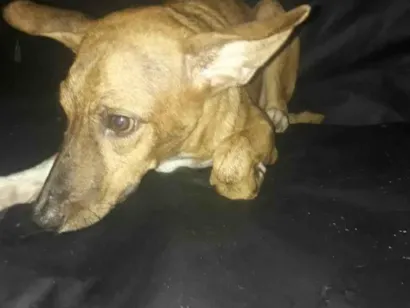 Cachorro raça SRD-ViraLata idade 7 a 11 meses nome perola