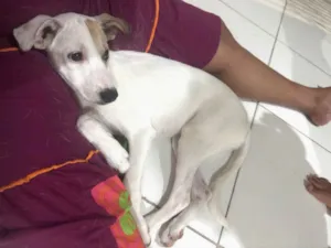 Cachorro raça SRD-ViraLata idade 2 a 6 meses nome Pipoca