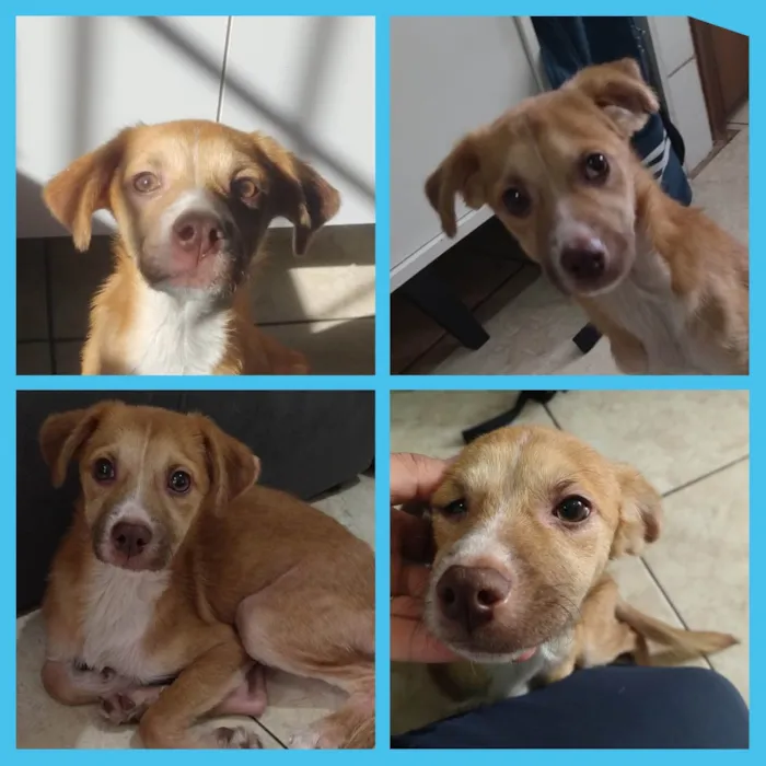 Cachorro ra a SRD-ViraLata idade 2 a 6 meses nome Polly 