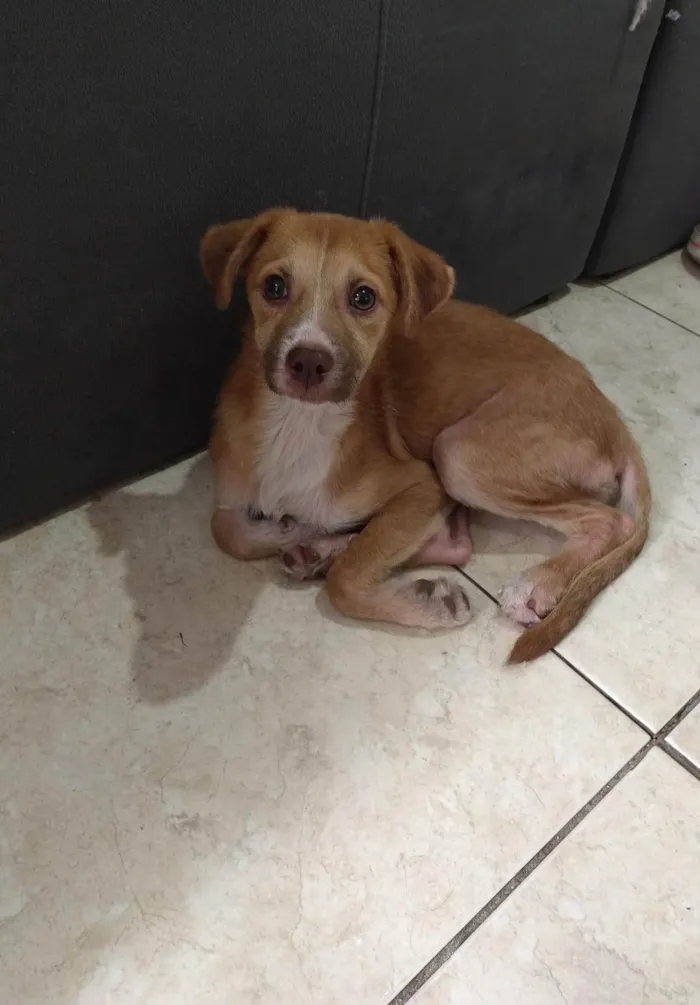 Cachorro ra a SRD-ViraLata idade 2 a 6 meses nome Polly 