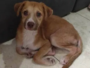 Cachorro raça SRD-ViraLata idade 2 a 6 meses nome Polly 