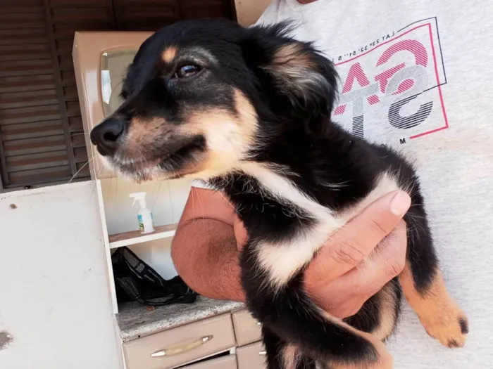 Cachorro ra a SRD-ViraLata idade 1 ano nome 2 FILHOTES 