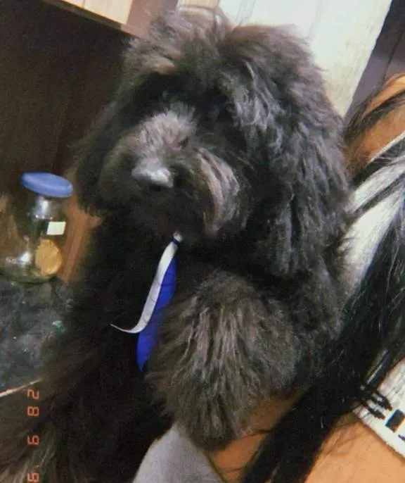 Cachorro ra a Poodle idade 7 a 11 meses nome Bob