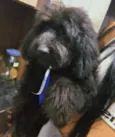 Bob
