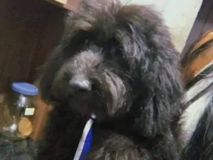 Cachorro raça Poodle idade 7 a 11 meses nome Bob