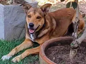 Cachorro raça SRD-ViraLata idade 4 anos nome Marley 