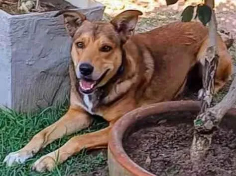 Cachorro ra a SRD-ViraLata idade 4 anos nome Marley 