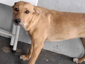 Cachorro raça SRD-ViraLata idade 1 ano nome Mel