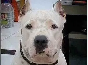 Cachorro raça Pit-Bull idade 6 ou mais anos nome Dhara