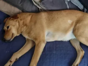 Cachorro raça SRD-ViraLata idade 2 anos nome Calota 