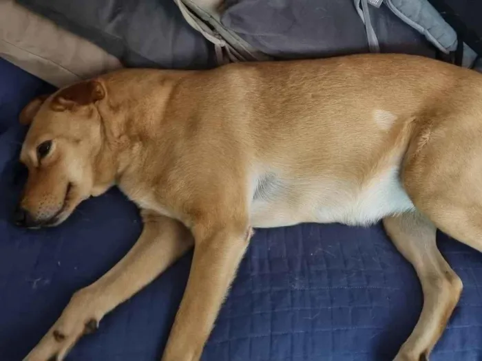 Cachorro ra a SRD-ViraLata idade 2 anos nome Calota 