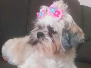 Cachorro raça Shitzu idade 4 anos nome Mel