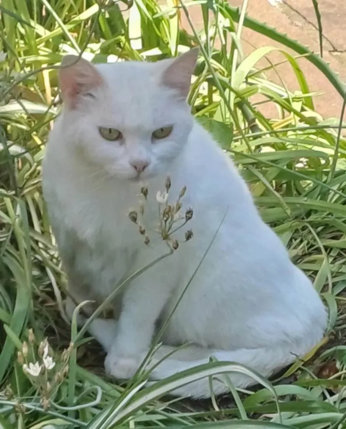 Gato ra a SRD-ViraLata idade 3 anos nome BRANCA E ZOÉ