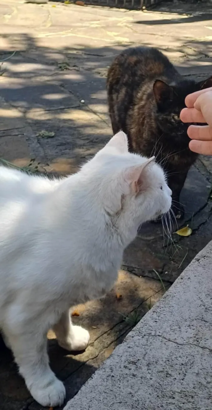 Gato ra a SRD-ViraLata idade 3 anos nome BRANCA E ZOÉ